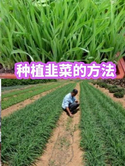 韭菜的播种方法