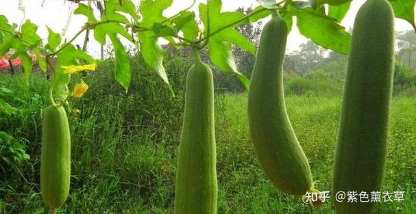 丝瓜账号怎么注册