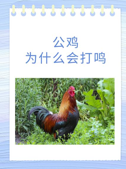 鸡发出怪叫声怎么办