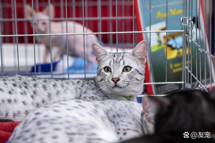 猫的活动时间