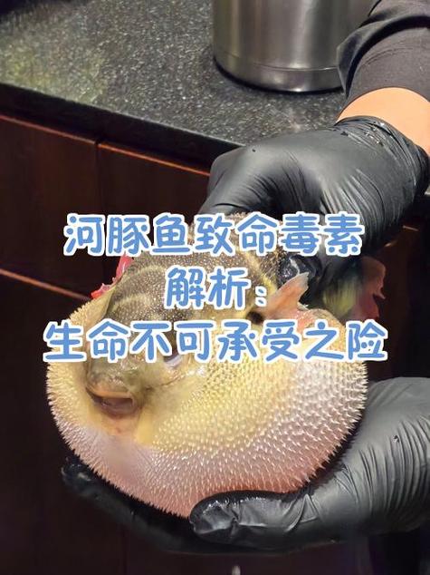 每年吃河豚中毒死多少人