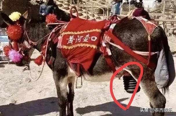 寻宝全世界 行走的驴