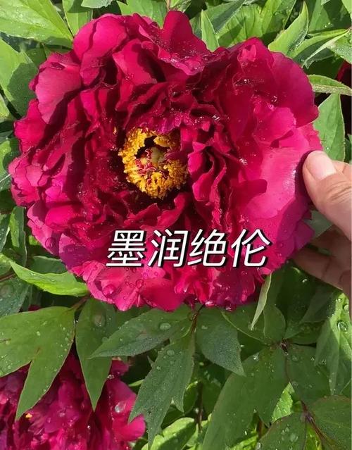 药用牡丹未来五年走势截图