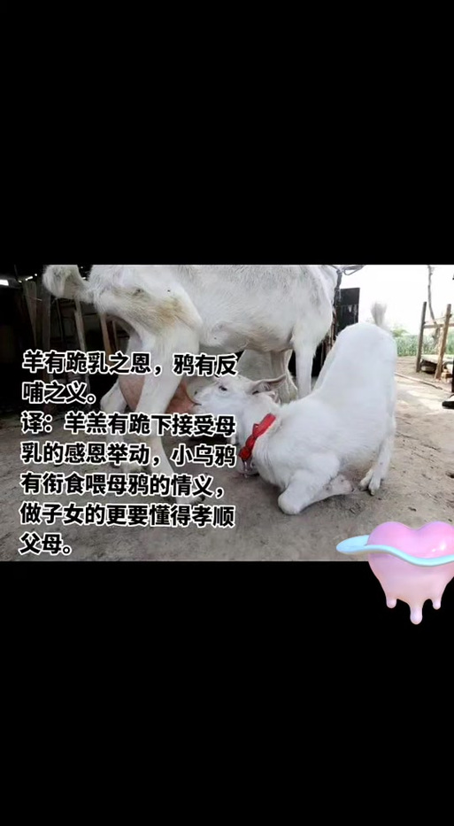 跪吃乳,行百善是有哪些生肖