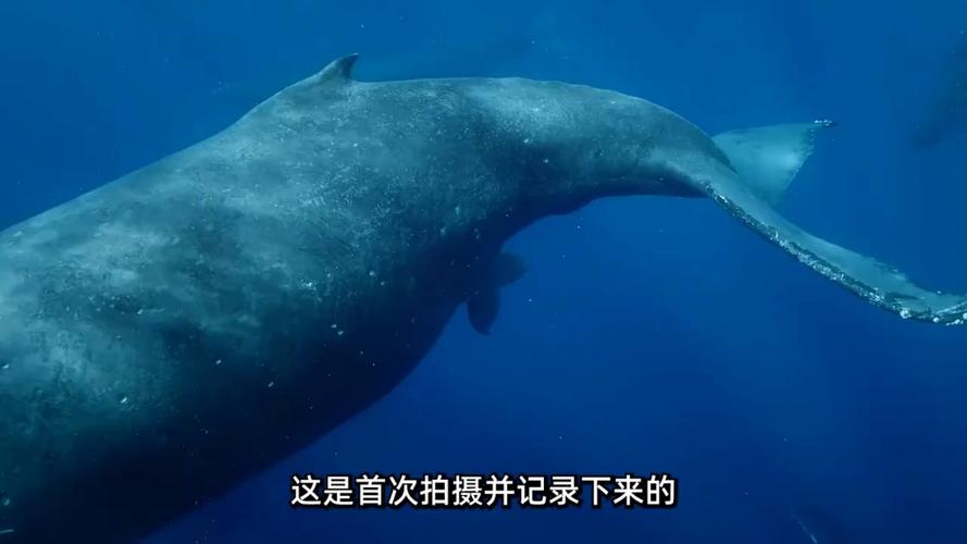 鲸鱼生产视频高清图标