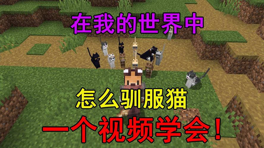 我的世界如何驯养猫咪
