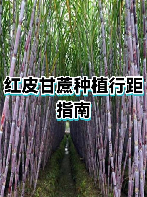 甘蔗的正确种法