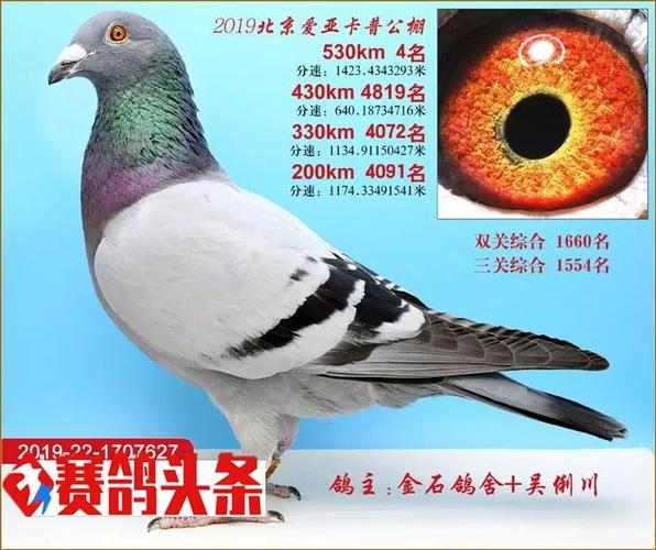 2019年北京爱亚卡普决赛获奖鸽照片