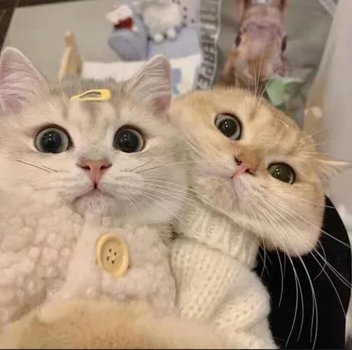 猫咪情侣头像一对