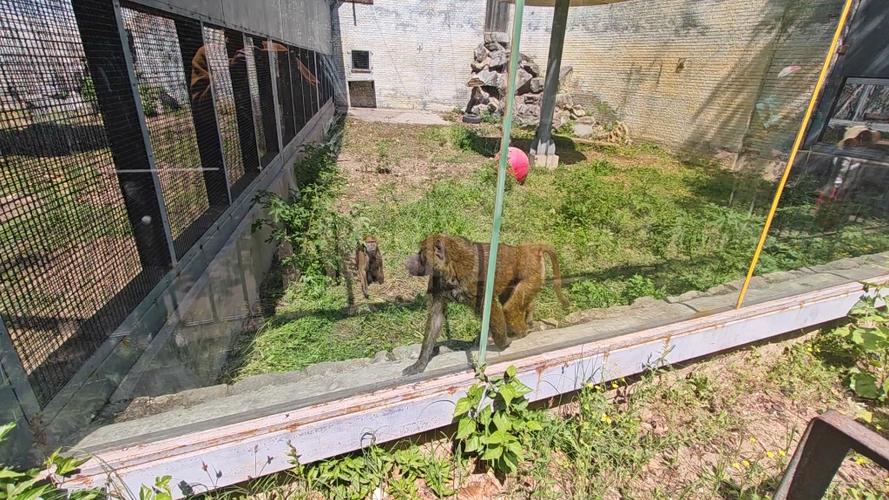 狒狒玩建造动物园1