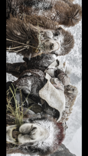 森林狼搬迁