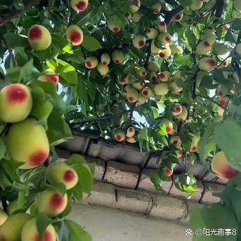669acgc桃子移值图标