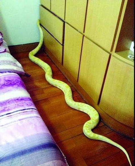 梦见被蟒蛇缠住