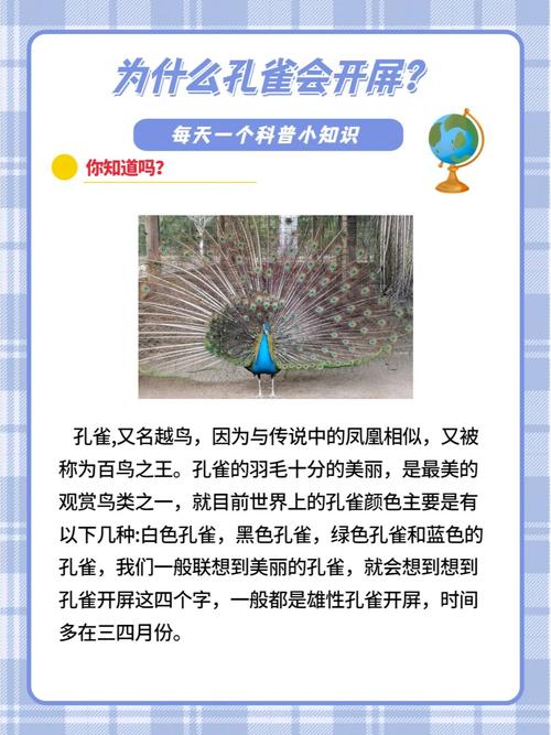 超级孔雀的技能介绍