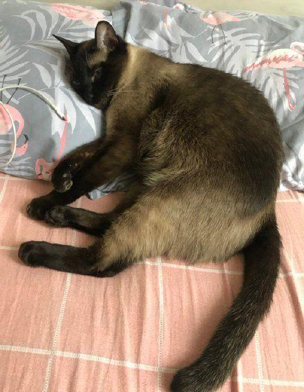 黑猫毛色变棕色