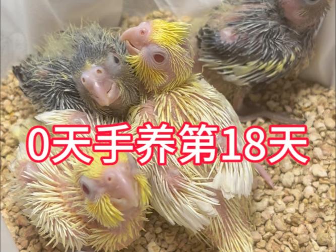 新手适合养什么鹦鹉