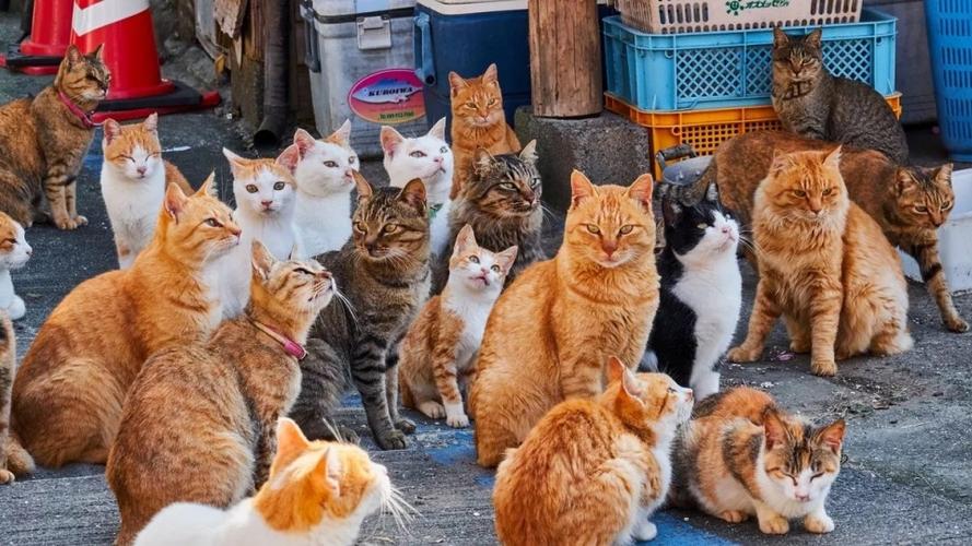 一群猫在一起图标
