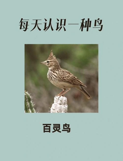 百灵鸟不遛鸟行不行呀