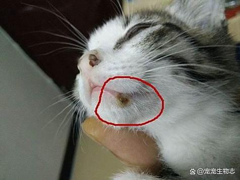 把猫扔掉的5大忌