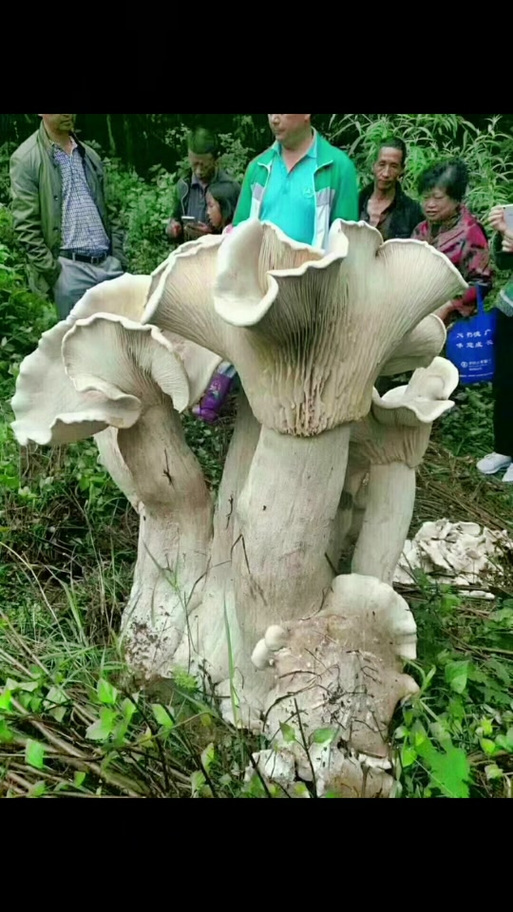 巨型口蘑图片截图