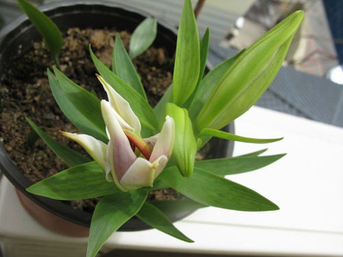 百合花最经典三个故事