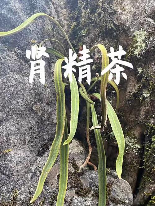 肾精草药图片游戏截图