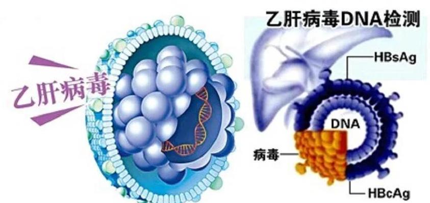 乙肝是什么病严重吗