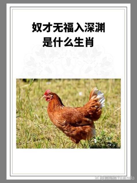 网络鸡指的是什么人
