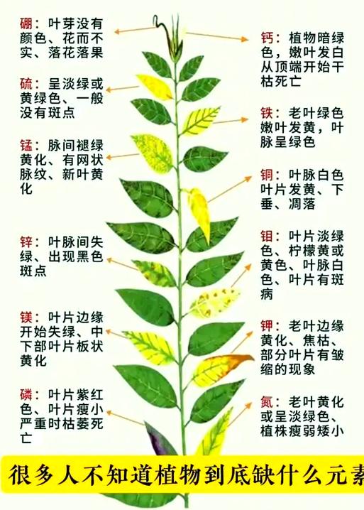 新叶黄化缺什么元素
