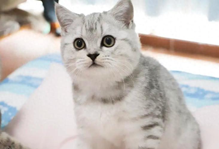 英短渐层猫图片