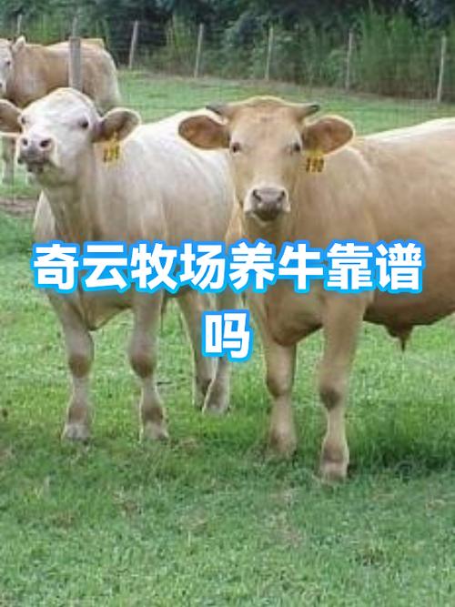 奇云牧场养牛赚钱缩略图