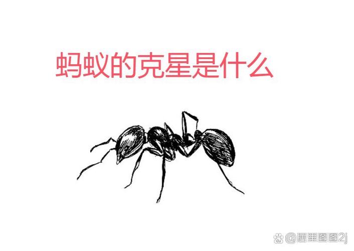蚂蚁打一动物