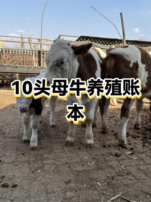 养母牛还是肉牛赚钱游戏截图