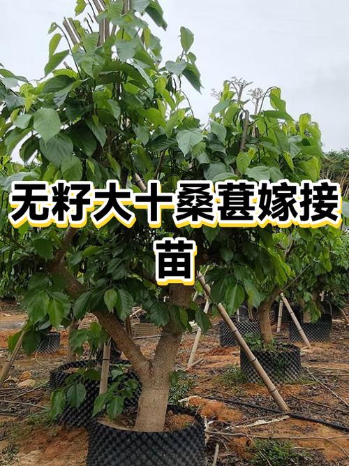 桑树上能嫁接什么水果缩略图