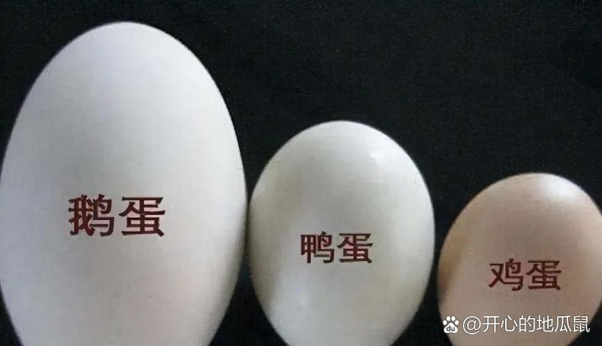 为什么鹅蛋壳那么硬
