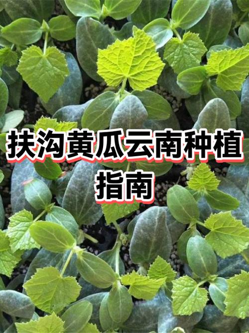 云南种植什么最赚钱