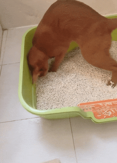 猫粪味最怕三个东西截图