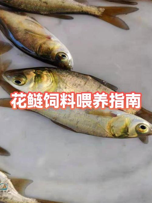 花鲢鱼用什么喂养
