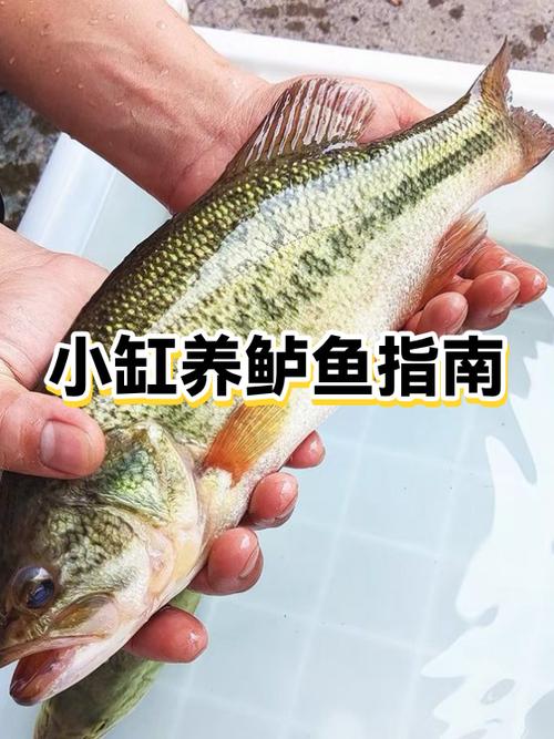 养鲈鱼的成本和利润缩略图