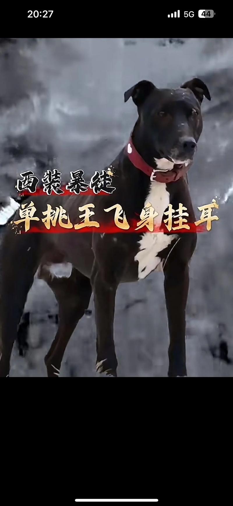 砍王是什么意思