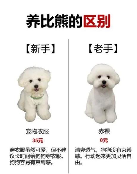 比熊长嘴和短嘴的区别图标