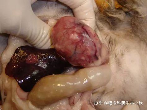 猫传腹是什么症状图标