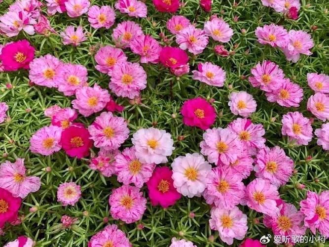 粉红色光杆花