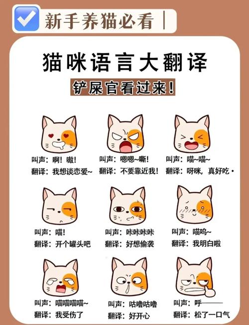 catting翻译