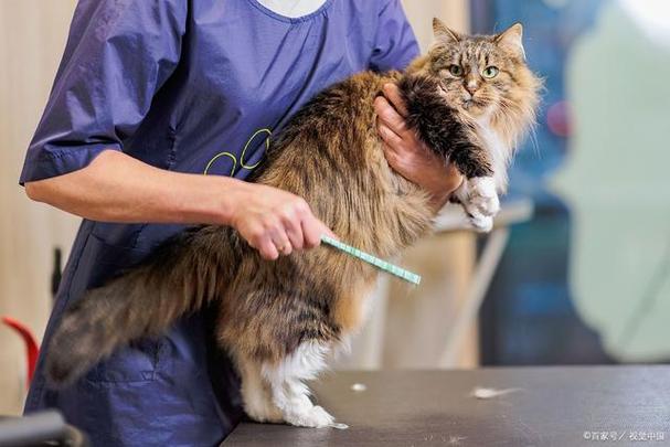 室内猫毛满天飞怎么办