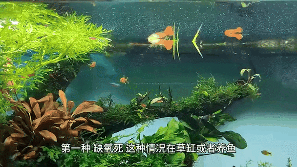 观赏鱼容易死是什么原因