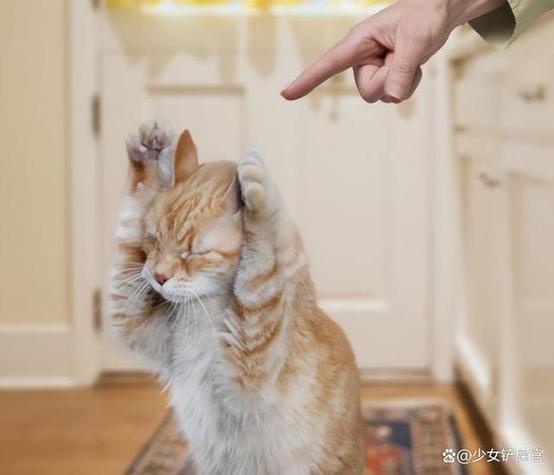 猫为什么挨打不长记性