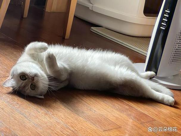 猫咪一直翻滚叫缩略图