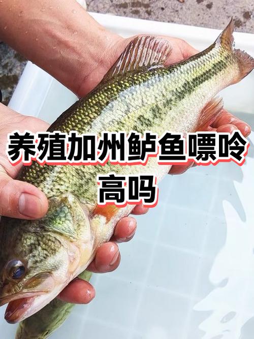 鲈鱼属于什么档次图标