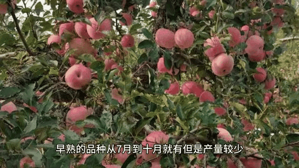 水果的淡季是哪几个月
